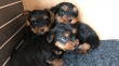 Yorkshire terrier Pups